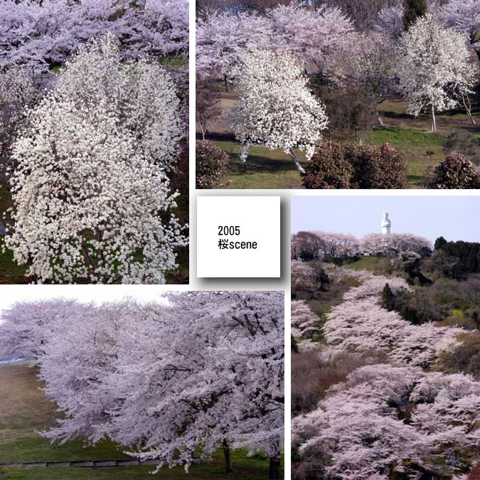 2005　桜scene