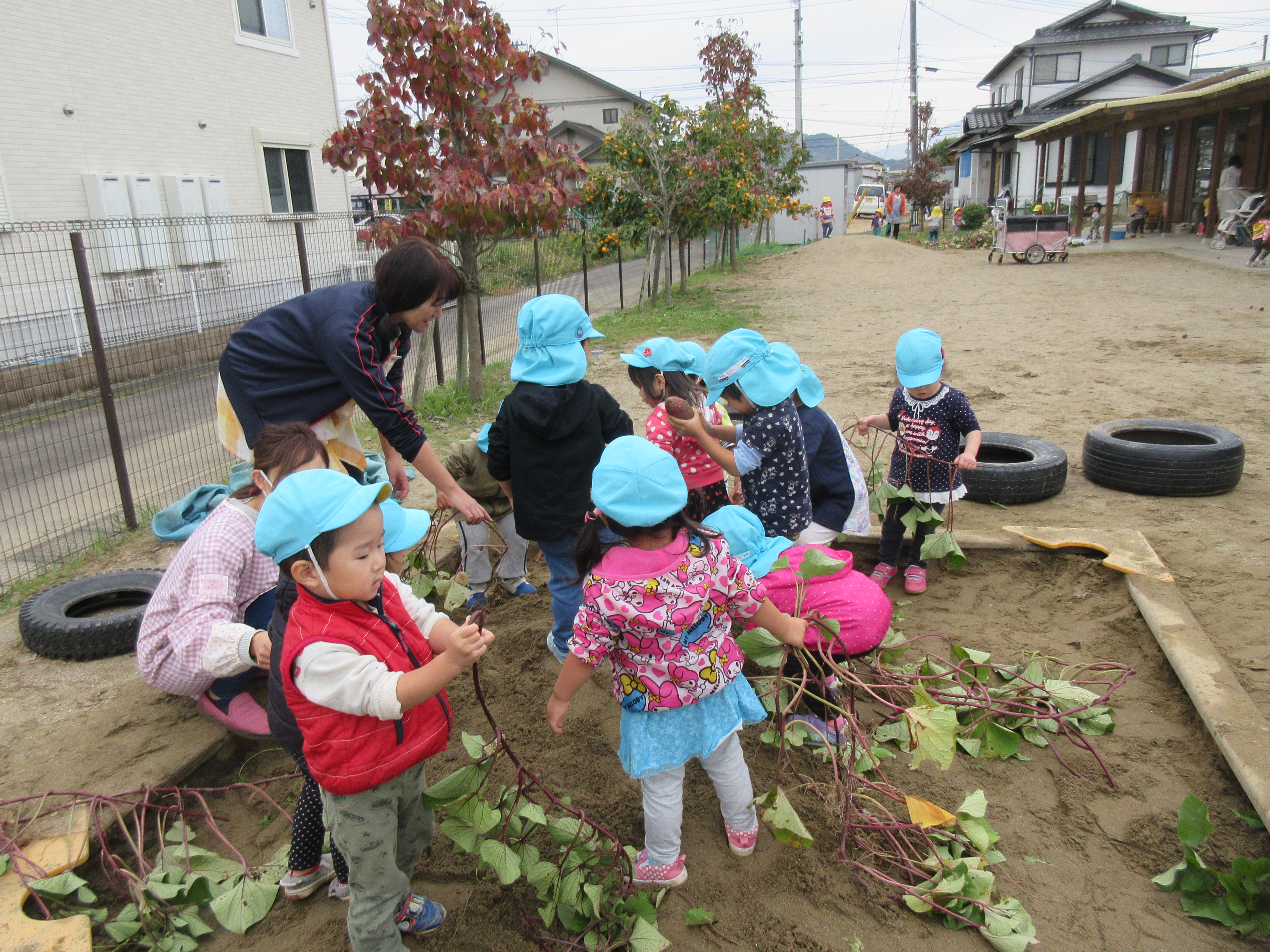 さつまいも堀り(2歳児) さつまいも堀り(2歳児)