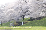 白石川堤　さくら