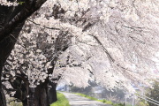 白石川堤　さくら