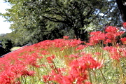 白石川堤　彼岸花