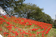白石川堤　彼岸花